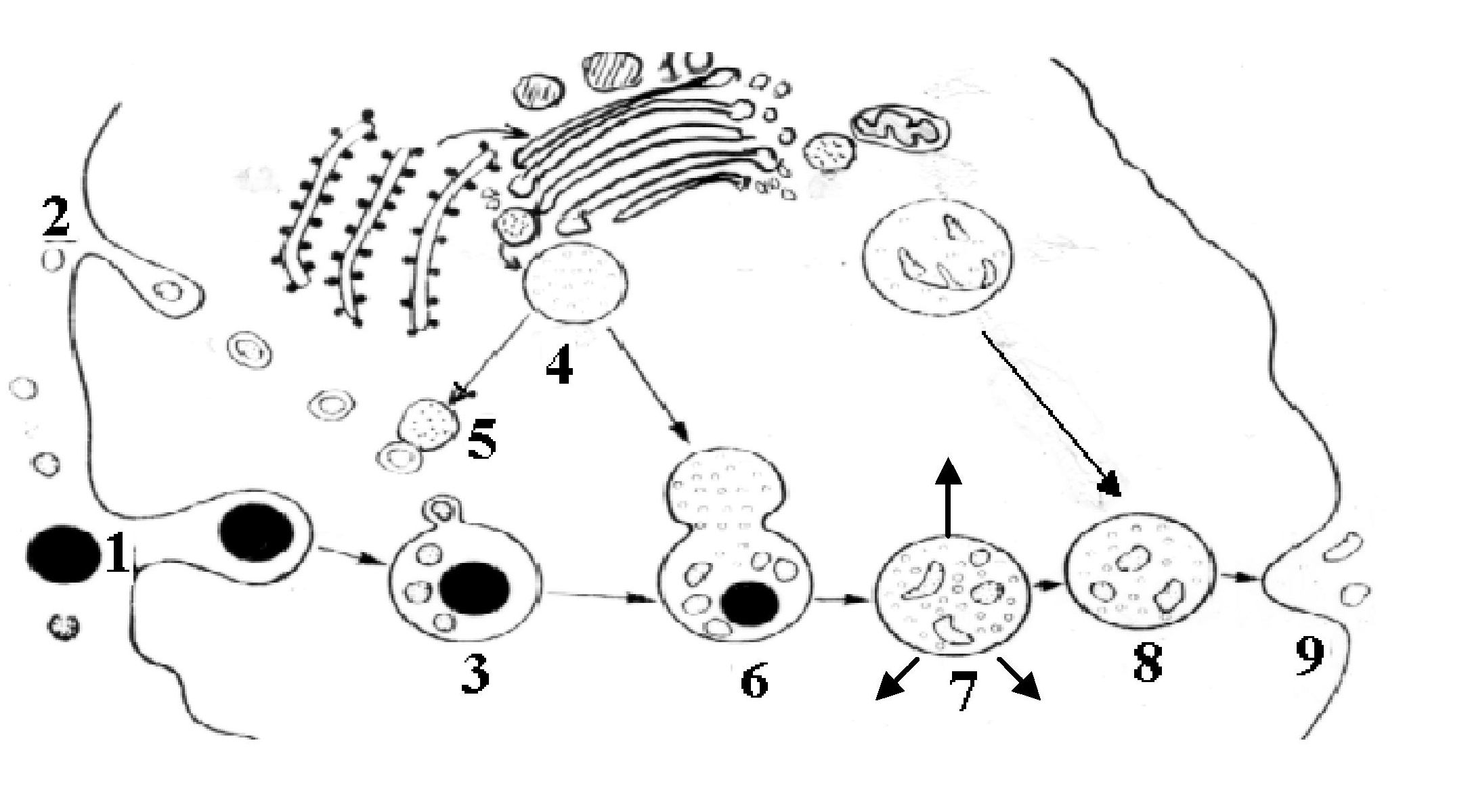 Фагоцитоз лизосома. Строение структура лизосомы. Схема фагоцитоза лизосом. Схема строения лизосомы.