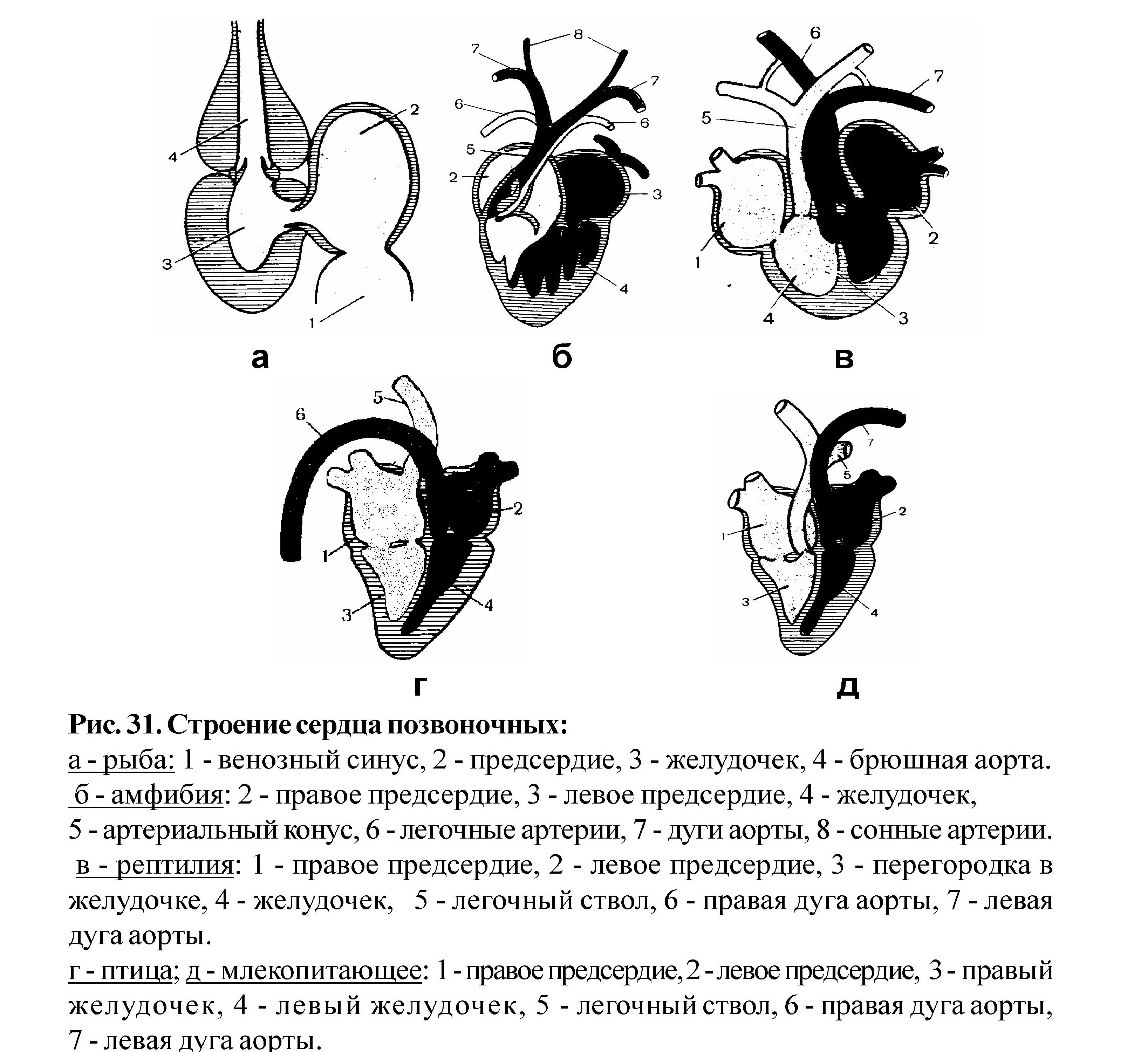 Схема строения сердца и магистральных сосудов позвоночных животных