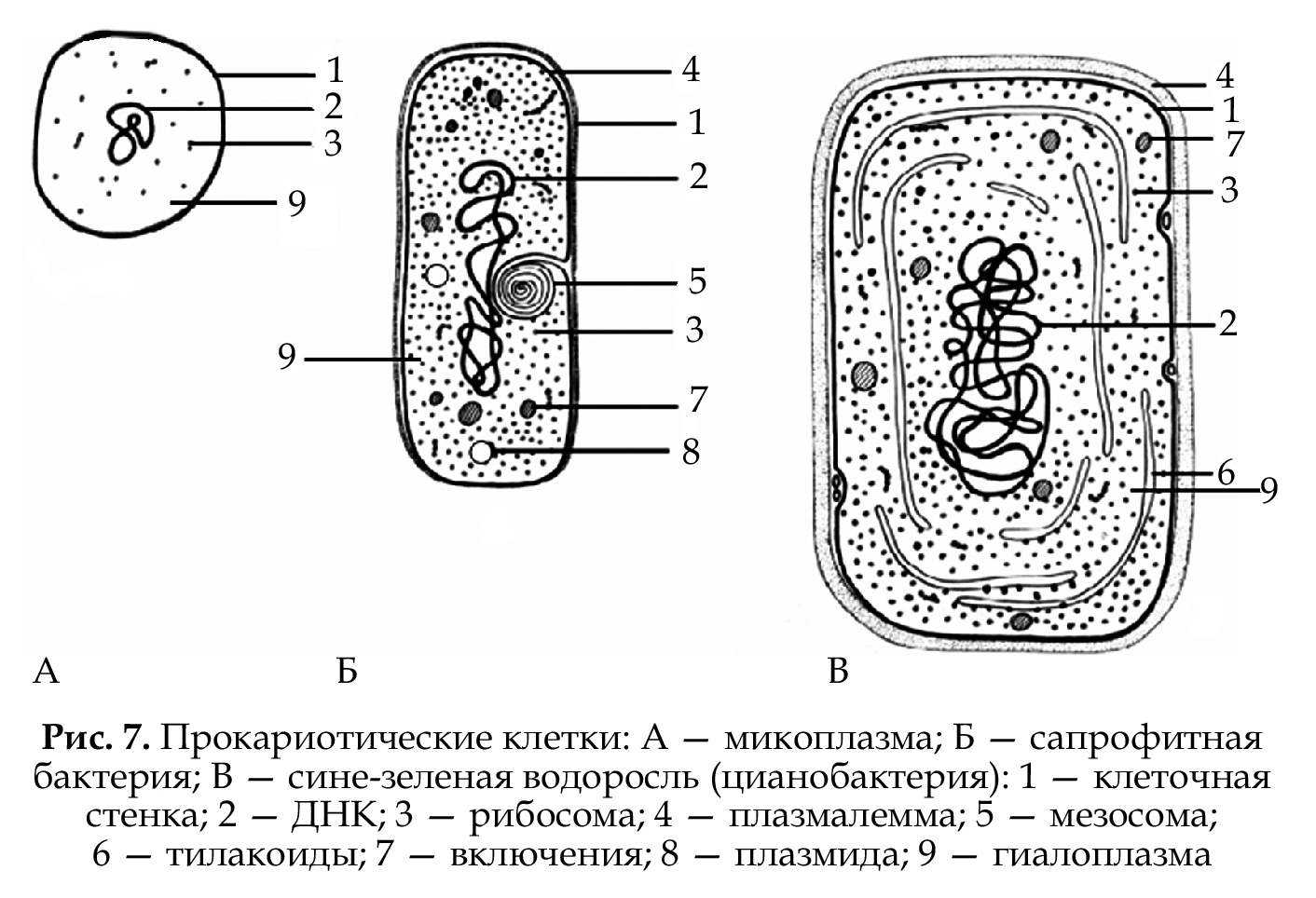 Схема строения клетки цианобактерий