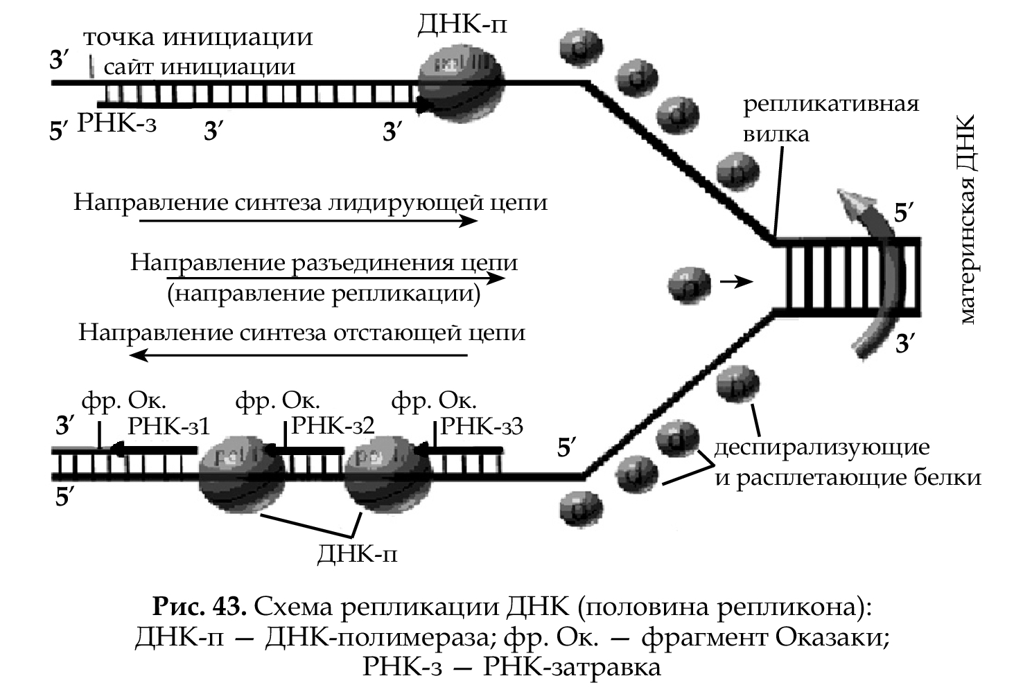 3 этапа репликации. Схема репликации ДНК эукариотических клеток. Схема репликации ДНК эукариот. Признаки репликации ДНК эукариот. Репликативная вилка эукариот.