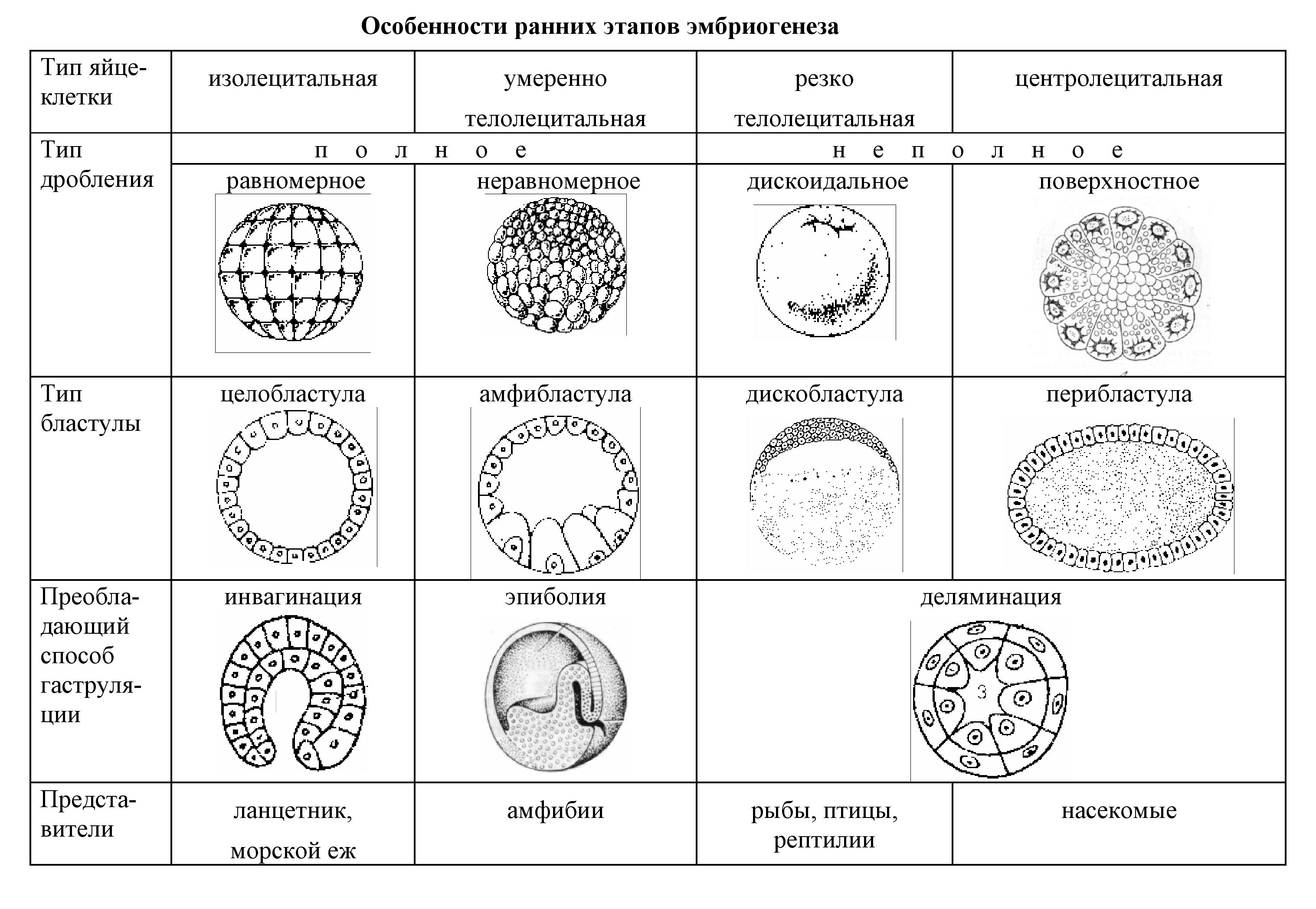 Типы дробления яйцеклеток таблица